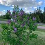 Melissa Steeves - @missy82792020 - Instagram