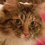 melissa steffey - @swampwitch99 - Instagram