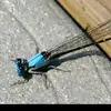 Dragonfly1970 - @melissastephenso86 - TikTok