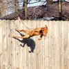 Melissa Stoddard - @gunner.the.vizsla - TikTok