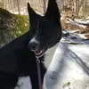Nella the Bear Dog - @melissastoddardvaughn - TikTok