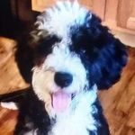 Melissa Straus - @mdamusementbark - Instagram