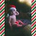 Melissa Strong - Facebook