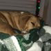 Melissa Strong - Facebook