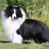 Melissa Strong - @sheltie1242 - TikTok