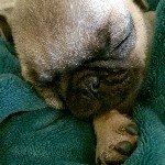 Melissa Suchy Davis - @the.pug.duke - Instagram