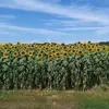 melissasummerlin20 - @melissasummerlin20 - TikTok