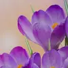 melissataber56 - @melissa.taber - TikTok