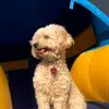 Melissa Tinoco - @melissa.tinoco4 - TikTok