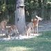 Melissa Toombs Missildine - Facebook