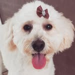 MELISSA PINHO | POODLE TOY - @melissa_pinho21 - Instagram