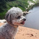 Melissa poodle toy - @melissapoodletoy - Instagram