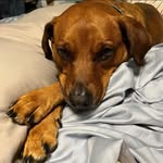 Melissa Tripodi Robinson - @mcrobin77 - Instagram