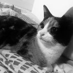 Animaux - @tschoppmelissa - Instagram