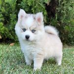 Melissa Turnbow - @ocean_view_pomskies - Instagram