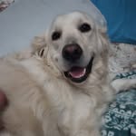 Melissa Vos - @melissa.vos.79 - Instagram