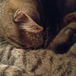 Melissa Voß - @japaner91 - Instagram