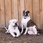 Josh and Melissa Wardlow - @americasbulldogs - Instagram