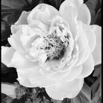 Melissa Everard-Welsch - @madfloraldesigns - Instagram