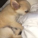 @melissa.westphal_ - Instagram