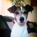 Melissa westphal - @westphal4156 - Instagram