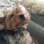 Melissa Marsh Whitmire - @mwhituga - Instagram