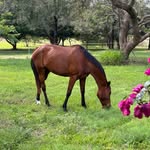 Yarraman Homestead - @melissayardley - Instagram