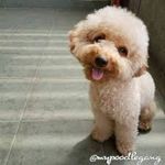 Melitza Rodriguez - @i_love_poodles147 - Instagram