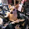 Mr pigbat - @melodyalexander93 - TikTok