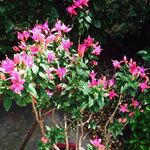 Melody Arnold - @melody.arnold.73 - Instagram