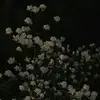 ❀─•°𝓜𝓮𝓵𝓸𝓭𝔂_𝓪𝓼𝓱°•─❀ - @melody_ash78 - TikTok