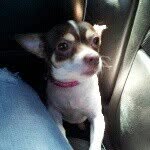 ButterCup - @melodybarrera22 - Instagram