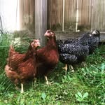 Melody Berry Healan - @chickentelevision - Instagram