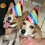 Brewster Melody - @brewsterandmelody - Instagram