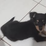 @cachorrinha.melody - Instagram