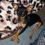 @cachorrinhamelody - Instagram