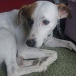 mel a cachorrinha - @melodymelcachorinha - Instagram