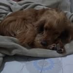 mel - @melody_koker_cachorra - Instagram