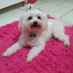 melody😍 - @melody_cachorro - Instagram