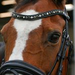Follow my horsediary ❤️ - @x.casper.melody.x - Instagram