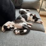 💕 Adopt Josie, Melody, Valerie, and Gray Champion! 💕 - @foster_in_fortgreene - Instagram