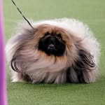 Melody Creeland - @melodiankennels - Instagram