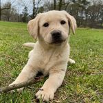 Melody Dunn - @aggielabs - Instagram