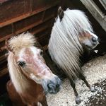 Melody Dunn - @breyer81 - Instagram
