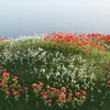 Field Melody - @field.melody - TikTok