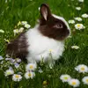 Melody Ford - @somebunnyspecial - TikTok