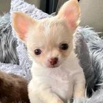 melody Guy - @melodyguy55 - Instagram