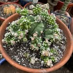 Melody Hamilton - @strongpassword1959 - Instagram