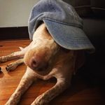 Melody Hamilton - @dabestestpooch - Instagram