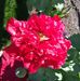 Melody Hamm - Facebook